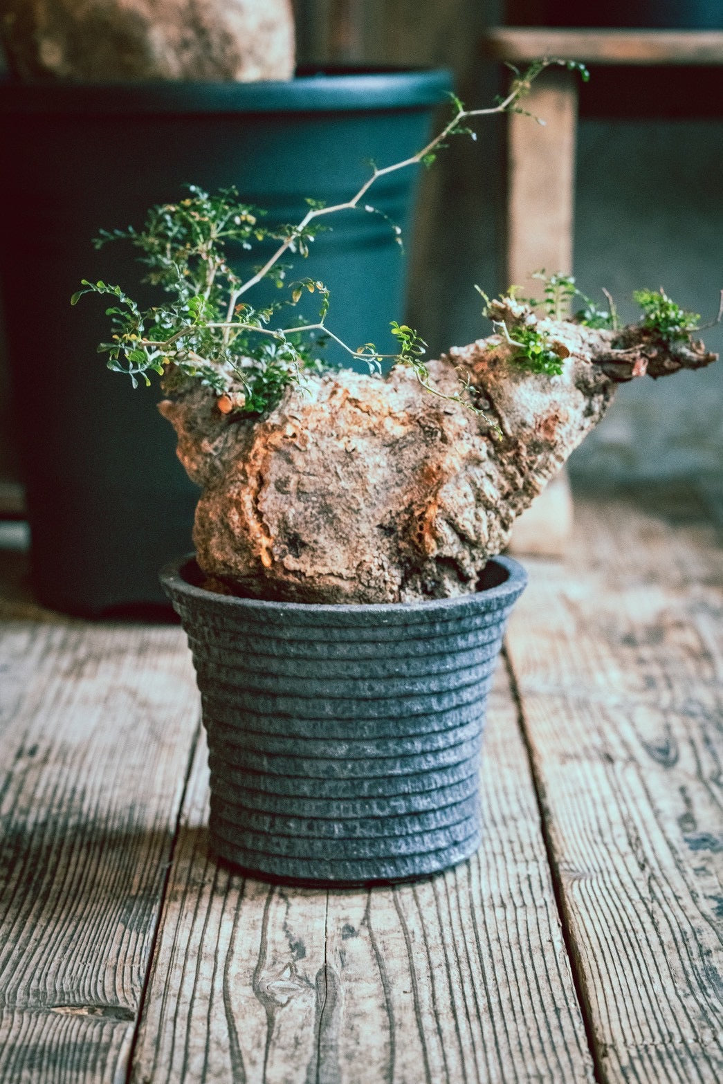 全ての塊根植物- タグ - SOIL HACK SOCIETY