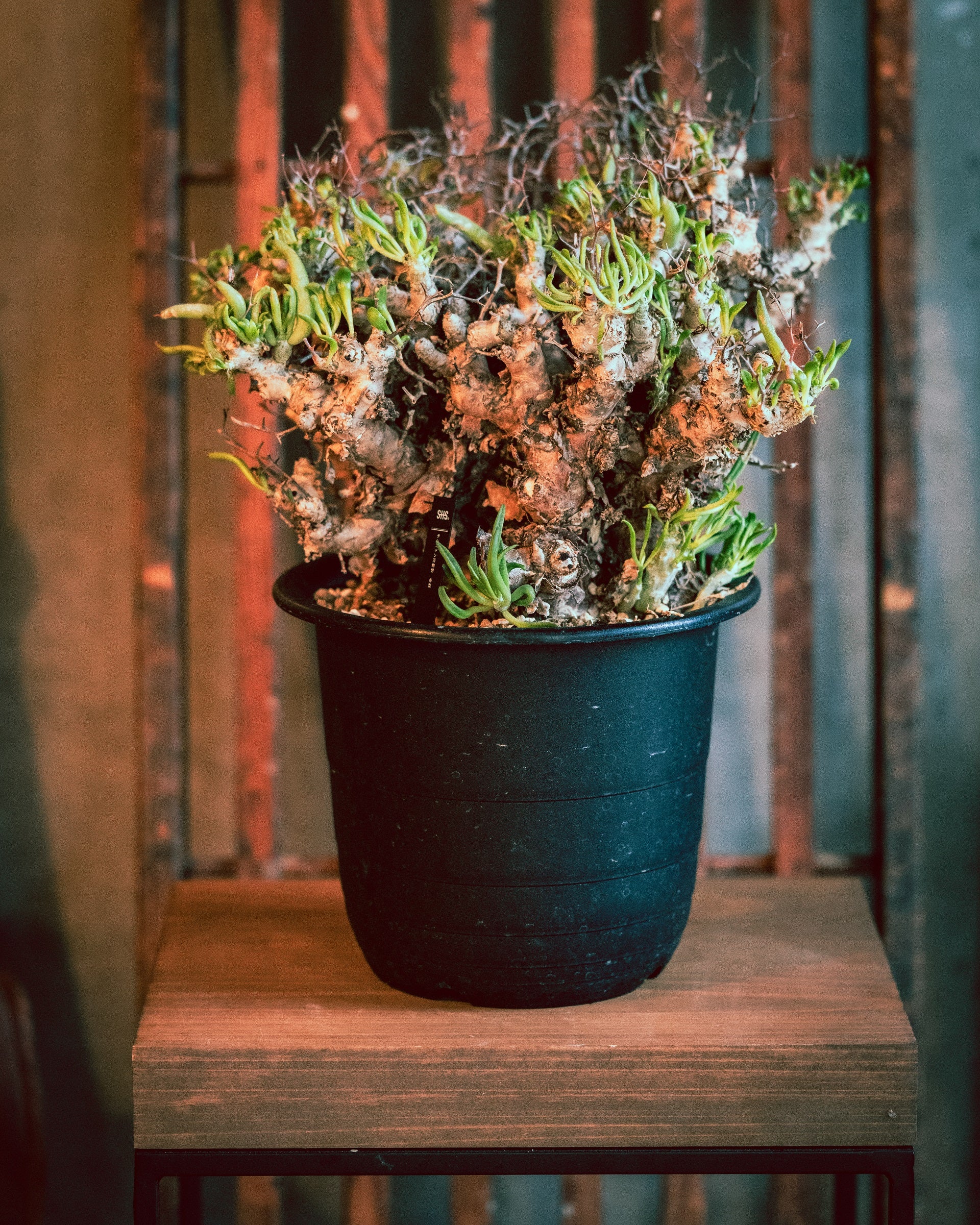 全ての塊根植物 - SOIL HACK SOCIETY