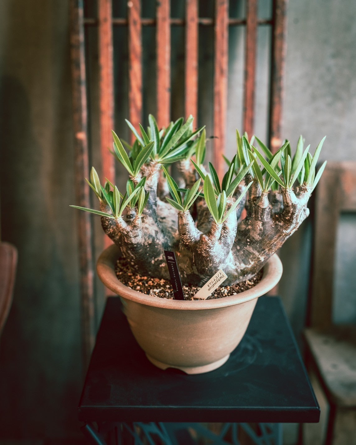 夏型塊根植物- 4ページ - SOIL HACK SOCIETY