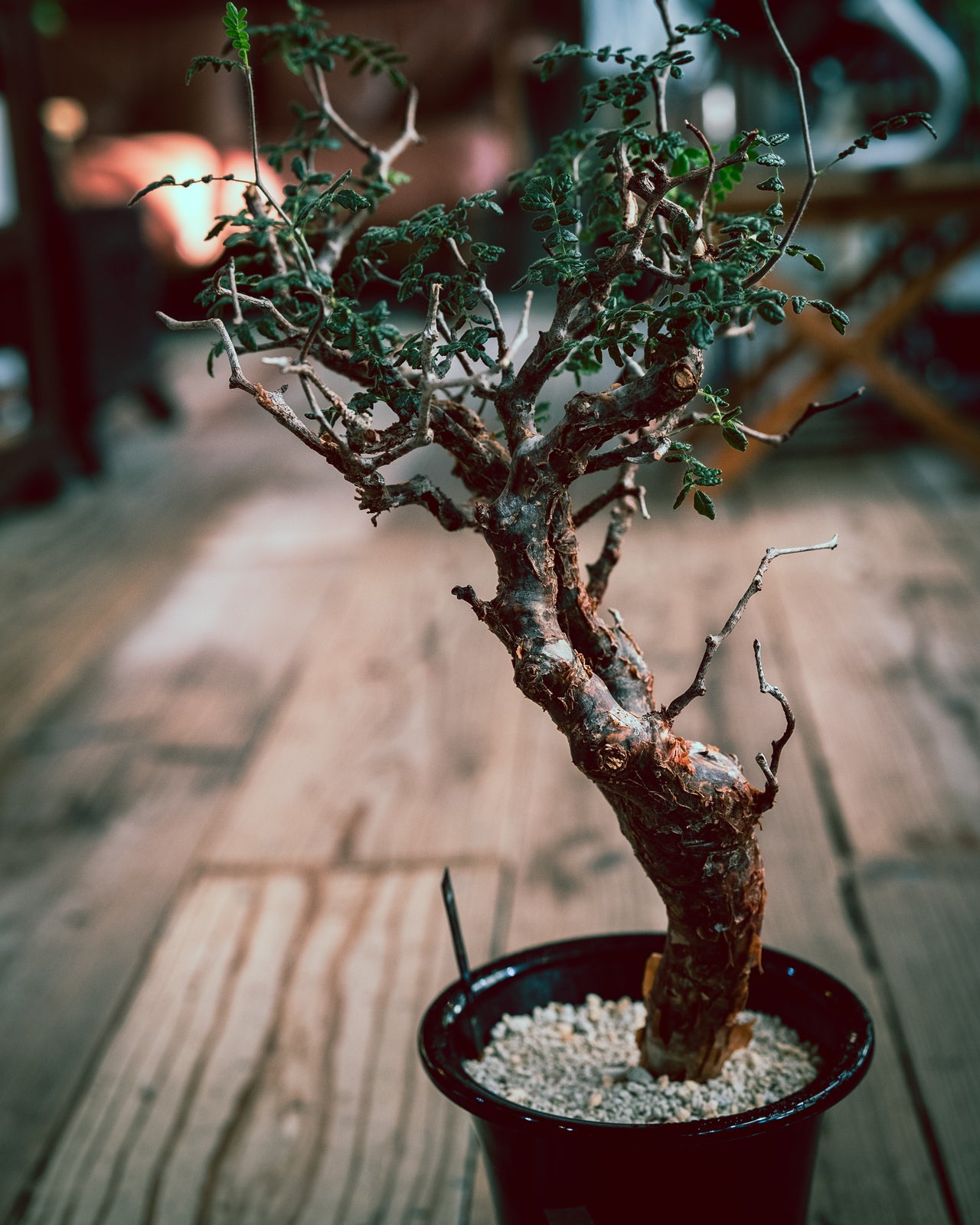 コンミフォラ　モンストルオサ　