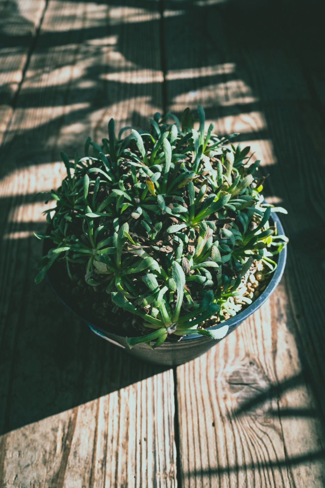 No.2614 オトンナ・レトロルサ
Othonna retrorsa