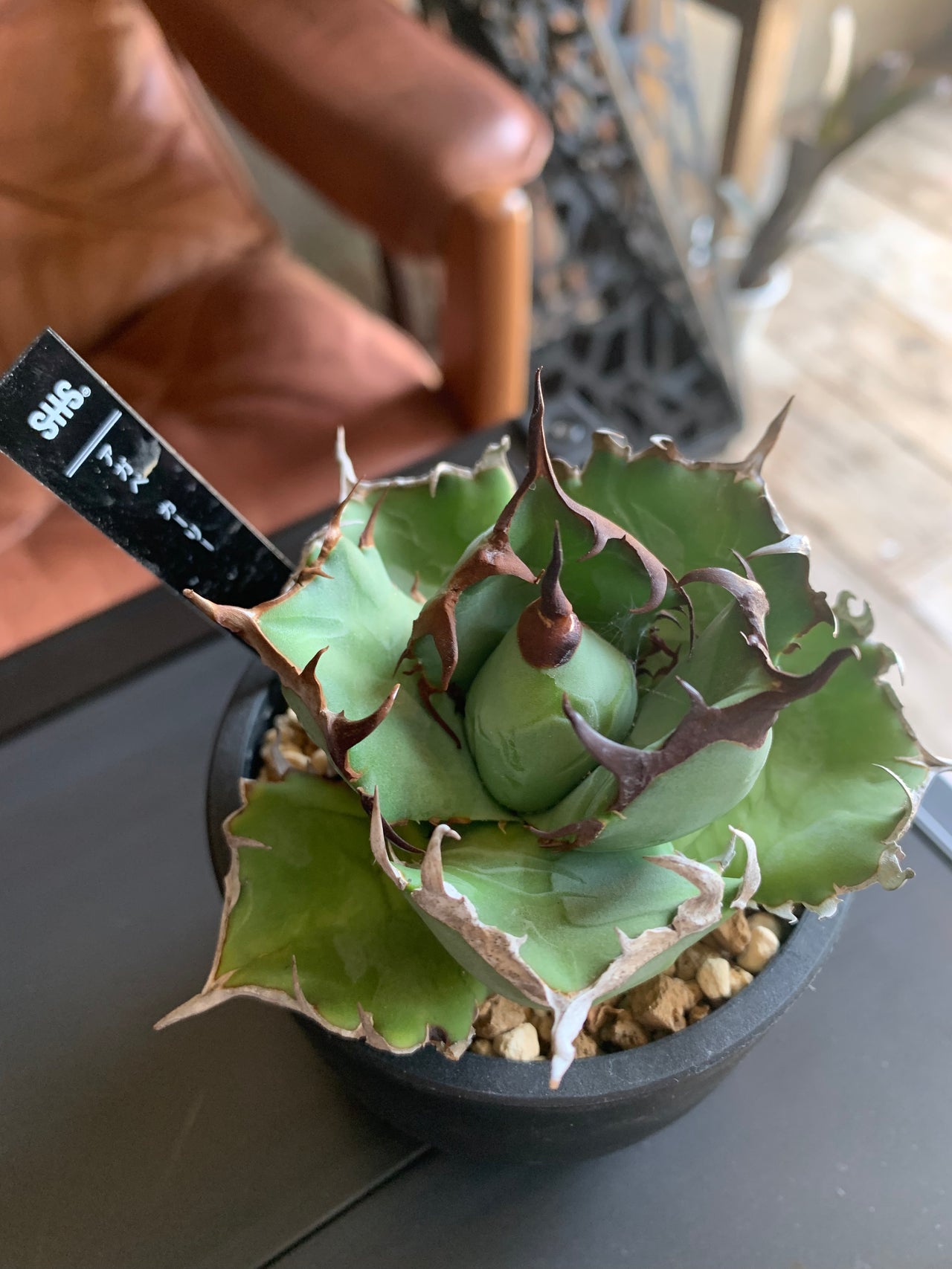 夏型塊根植物- タグ - SOIL HACK SOCIETY 夏型塊根植物- タグ - SOIL HACK SOCIETY
