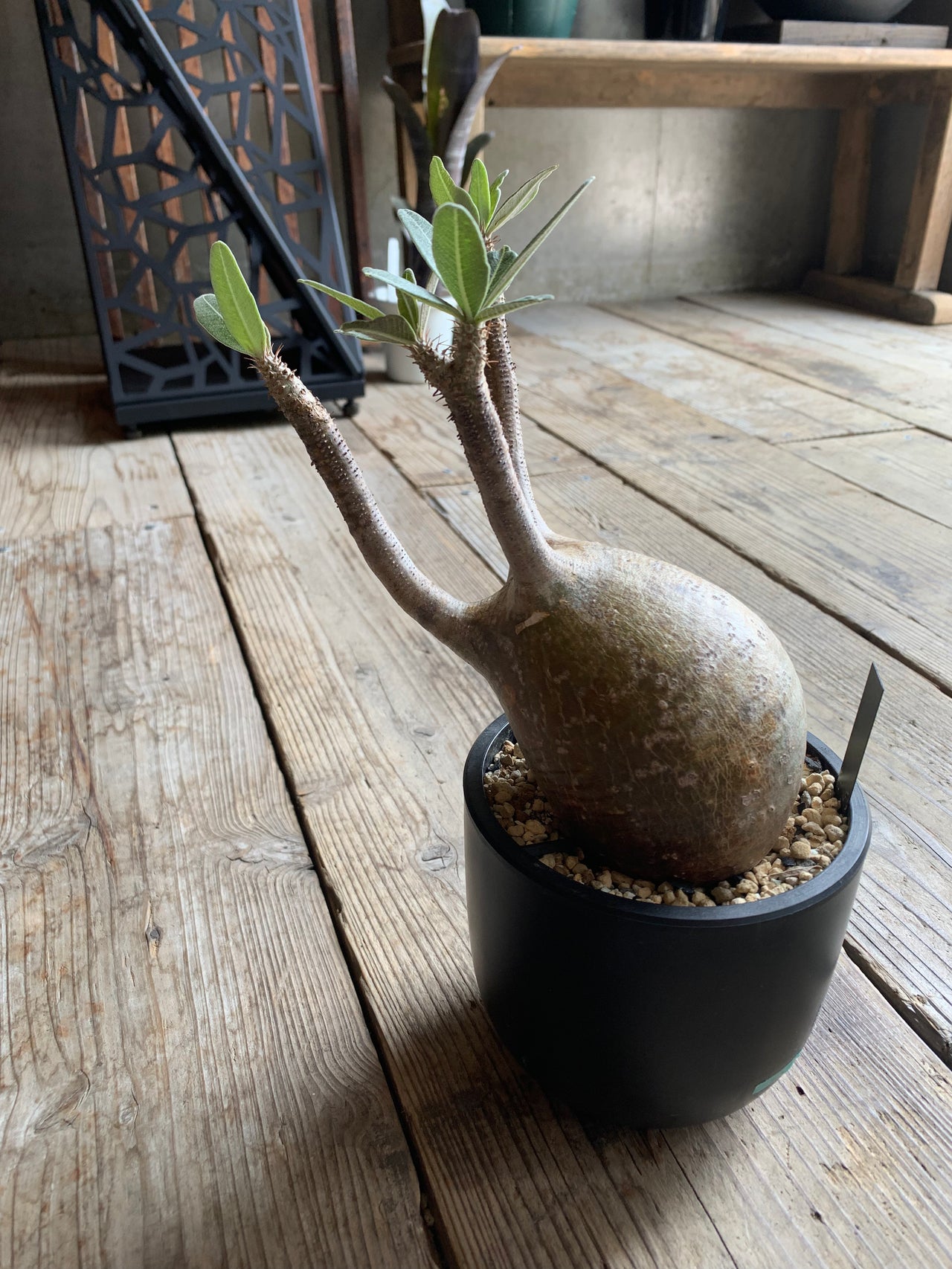 グラキリス カタチ製作所 鉢付き 【公式通販】 グラキリス カタチ製作所 鉢付き 【公式通販】