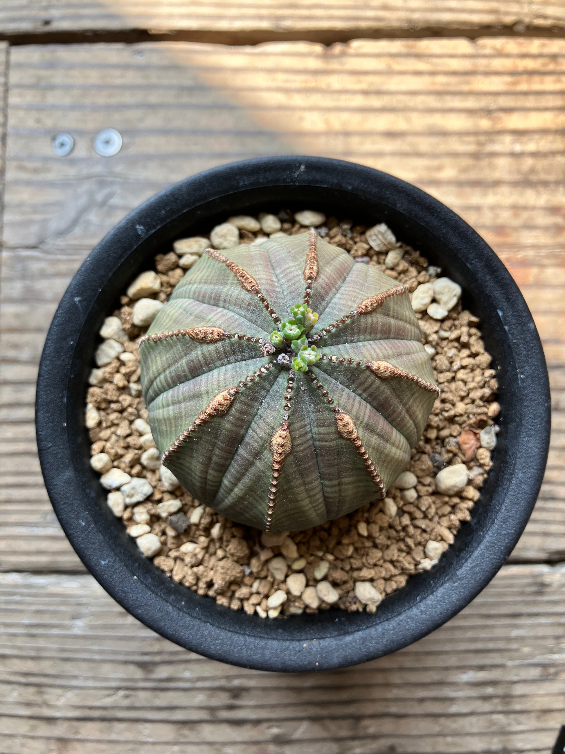 No.2444 ユーフォルビアオベサEuphorbia obesa - SOIL HACK SOCIETY No.2444 ユーフォルビアオベサEuphorbia obesa - SOIL HACK SOCIETY