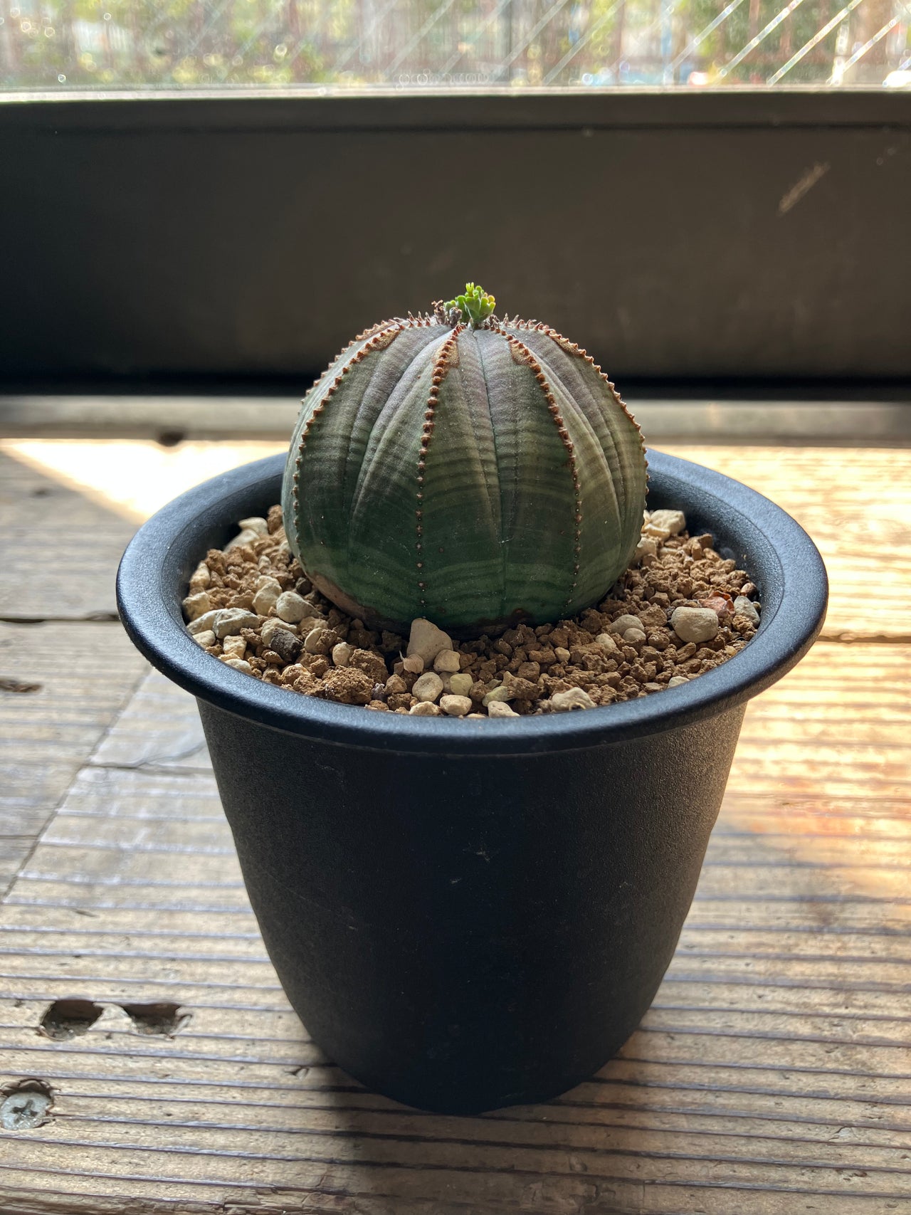 SOIL HACK SOCIETY | ソイルハックソサエティ SOIL HACK SOCIETY | ソイルハックソサエティ