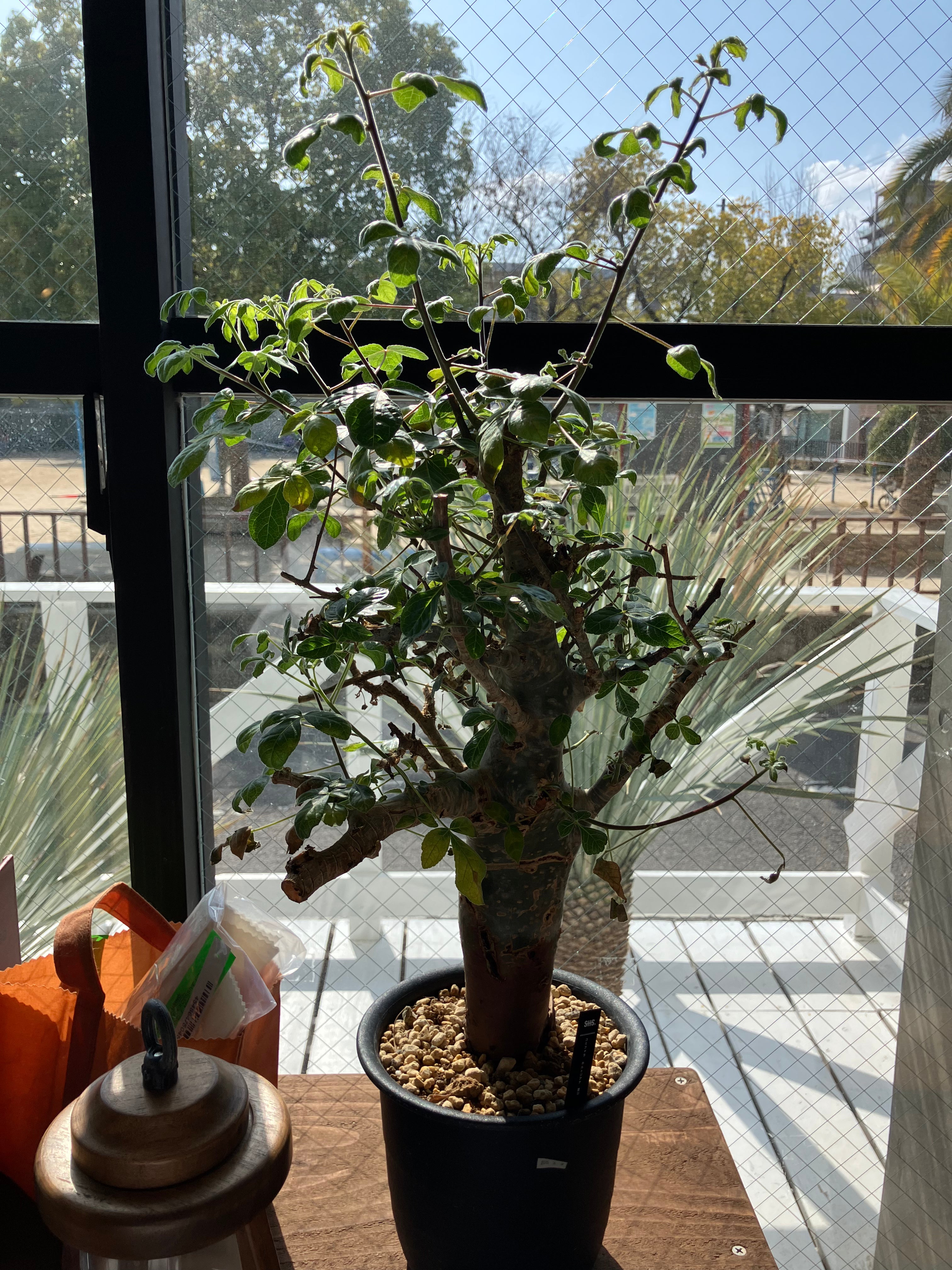 No.2468 コミフォラオトンナホルトジアナCommiphora holtziana No.2468 コミフォラオトンナホルトジアナCommiphora holtziana