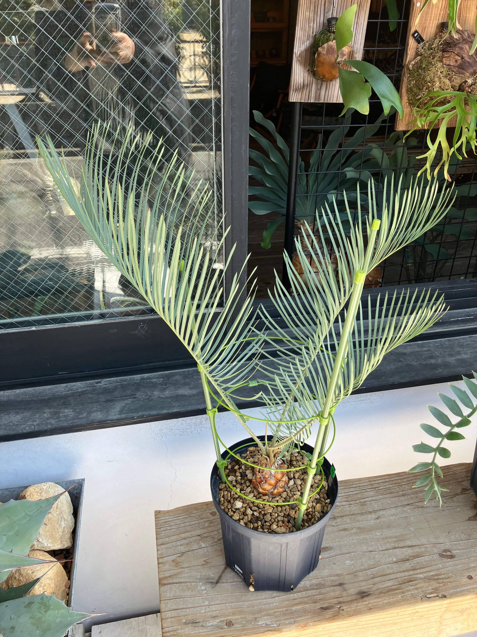 サイカスカイルンシアナ サイカスカイルンシアナ