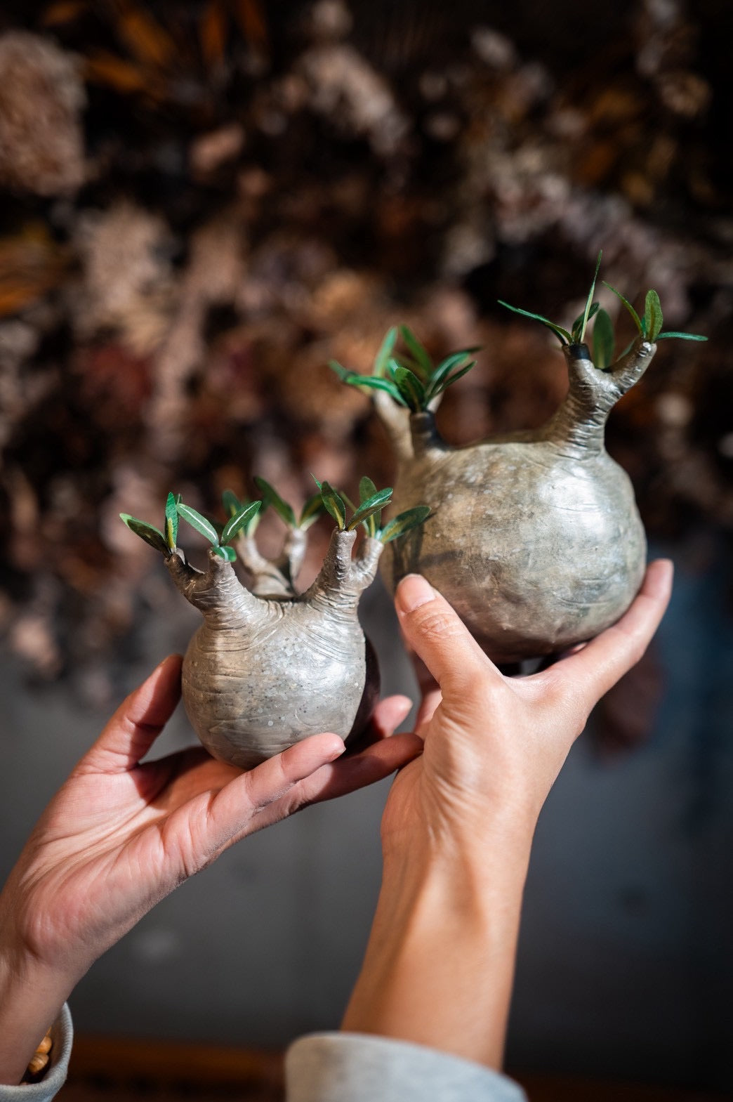 枯れないグラキリス　