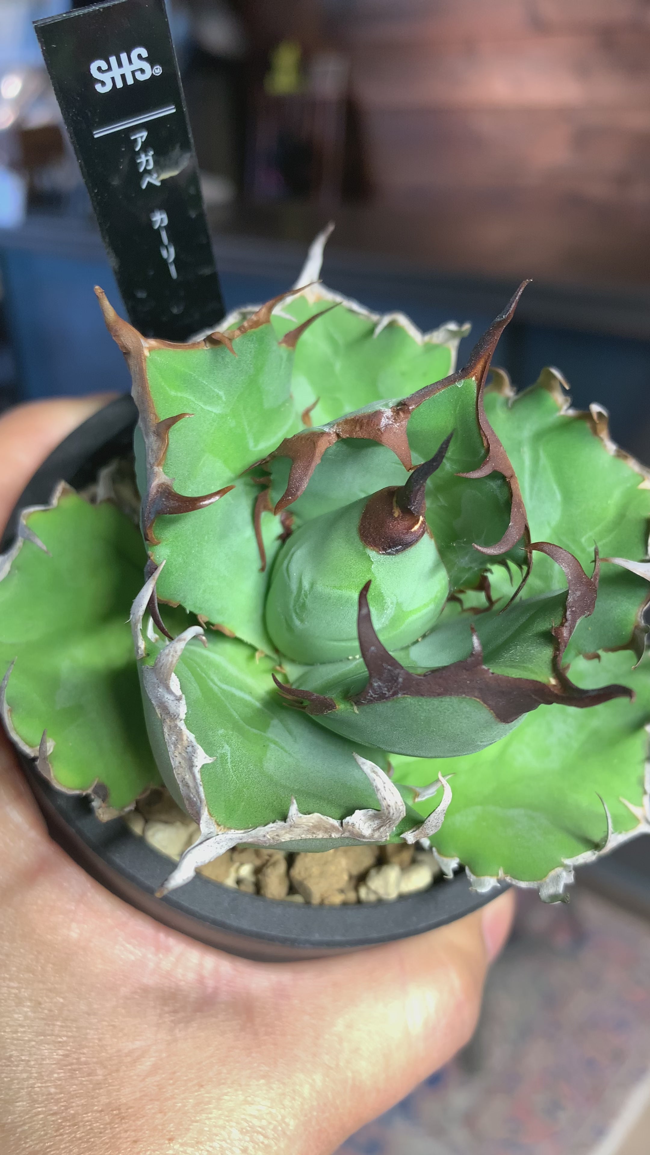 アガベ Kari No.98 Agaveカーリー - SOIL HACK SOCIETY